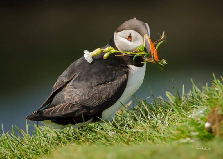 Atlantic Puffin (Fratercula arctica) with a flower Atlantic Puffin (Fratercula arctica) with a flower