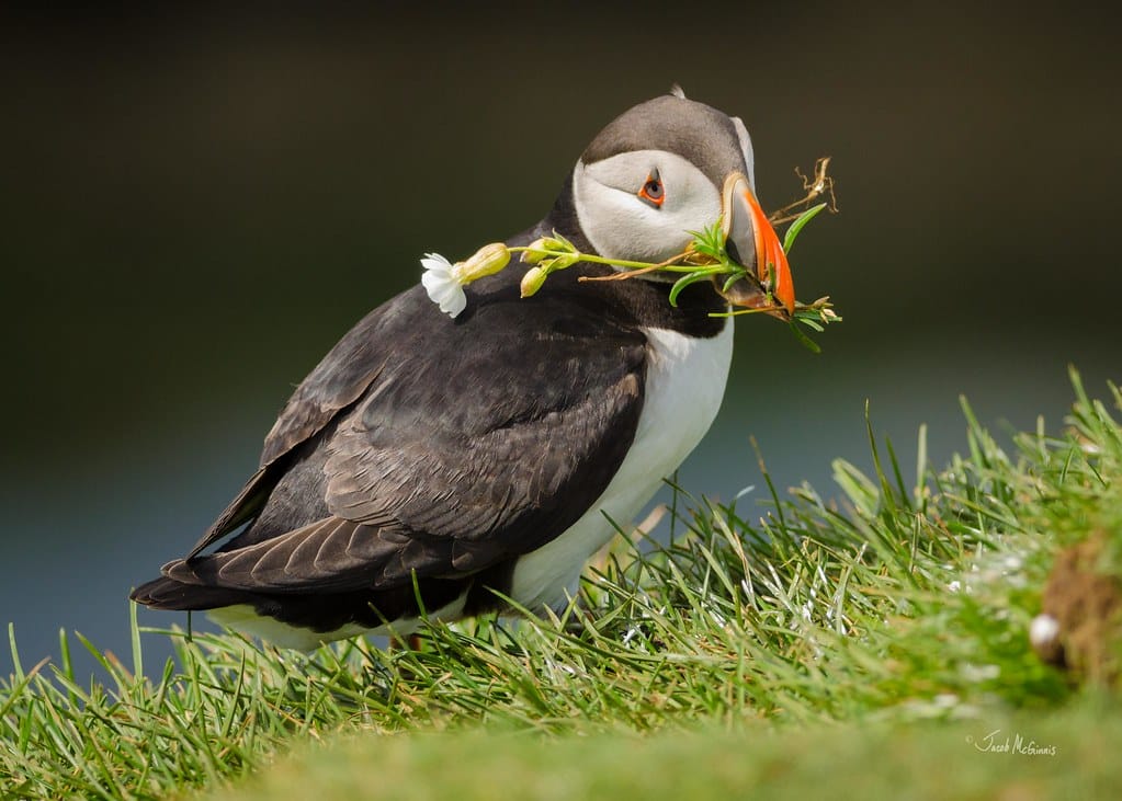 Atlantic Puffin (Fratercula arctica) with a flower Atlantic Puffin (Fratercula arctica) with a flower