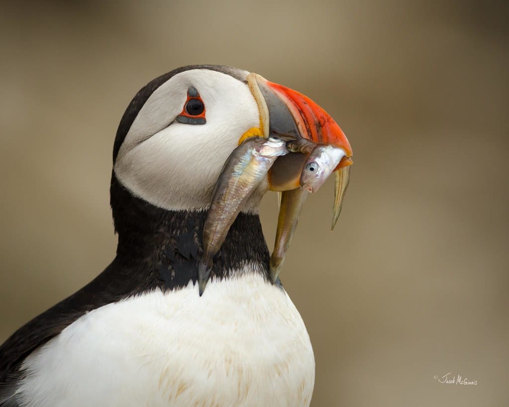 Atlantic Puffin (Fratercula arctica) with his catch Atlantic Puffin (Fratercula arctica) with his catch