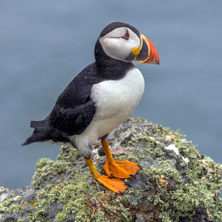 Puffin (Fratercula arctica) Puffin (Fratercula arctica) Puffin