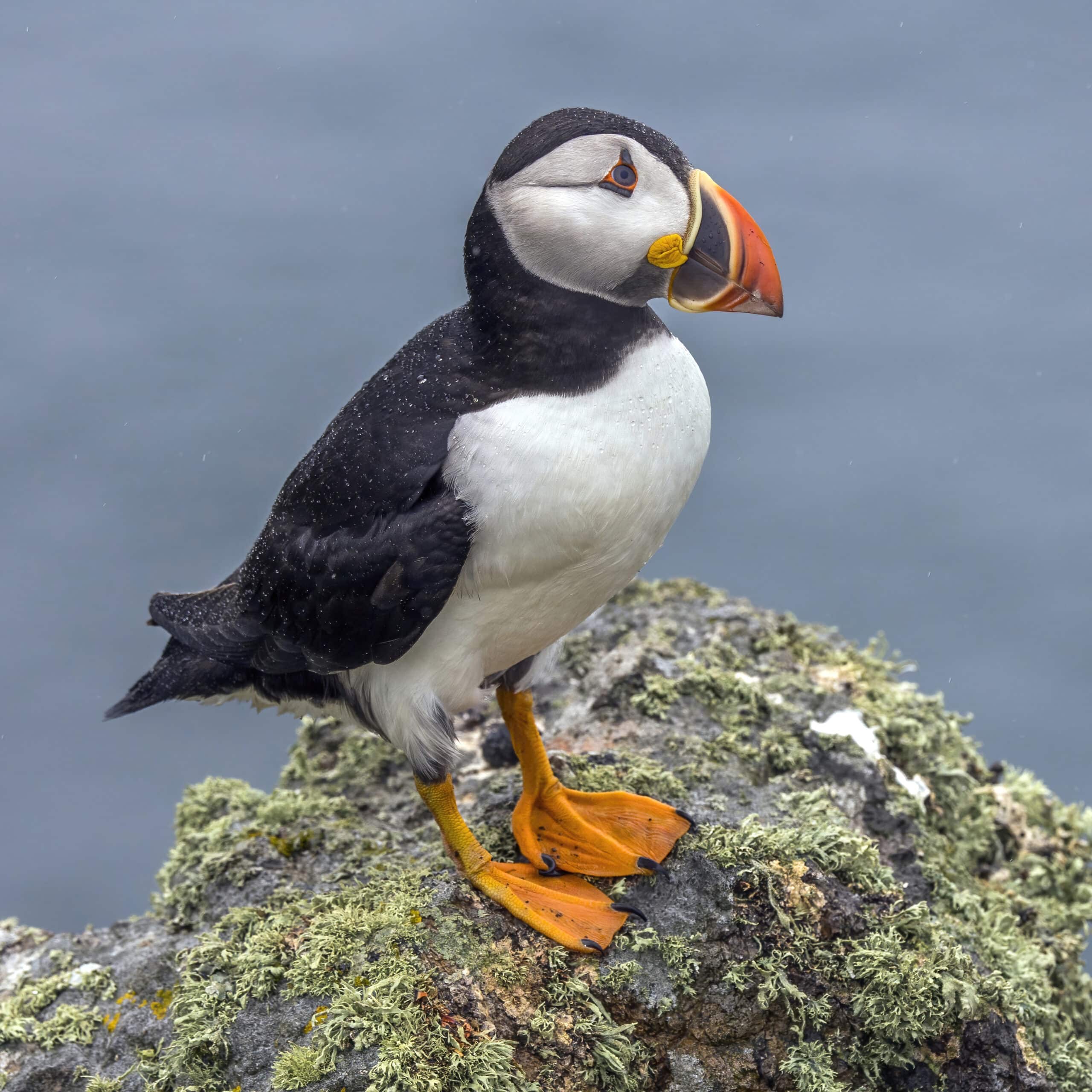 Puffin (Fratercula arctica) Puffin (Fratercula arctica) Puffin