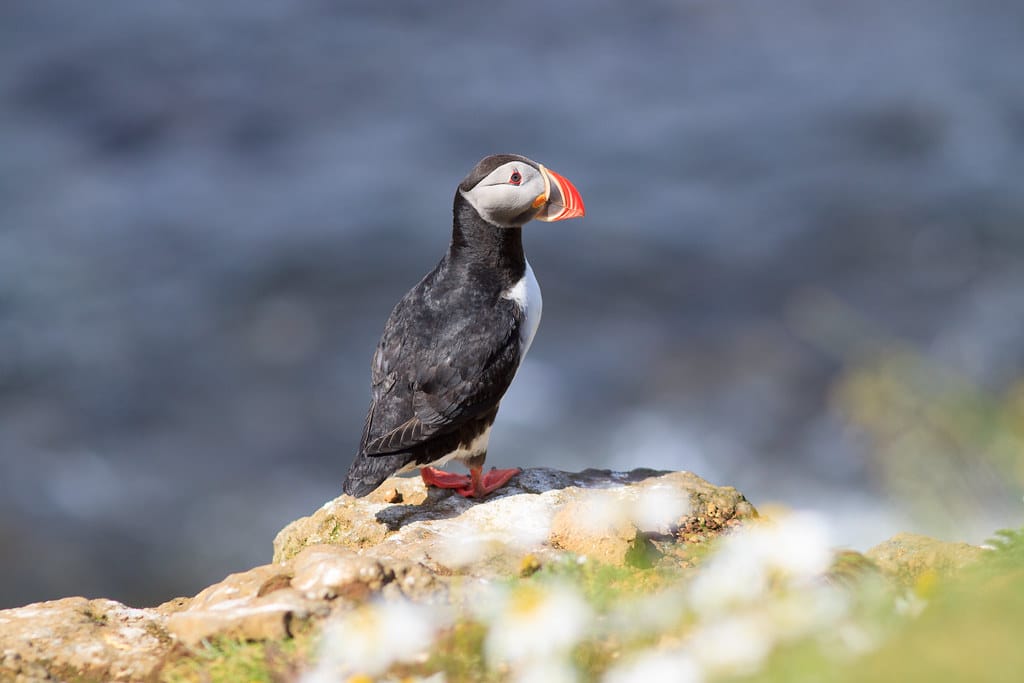 Atlantic Puffin (Fratercula arctica) on cliff top Atlantic Puffin (Fratercula arctica) on cliff top