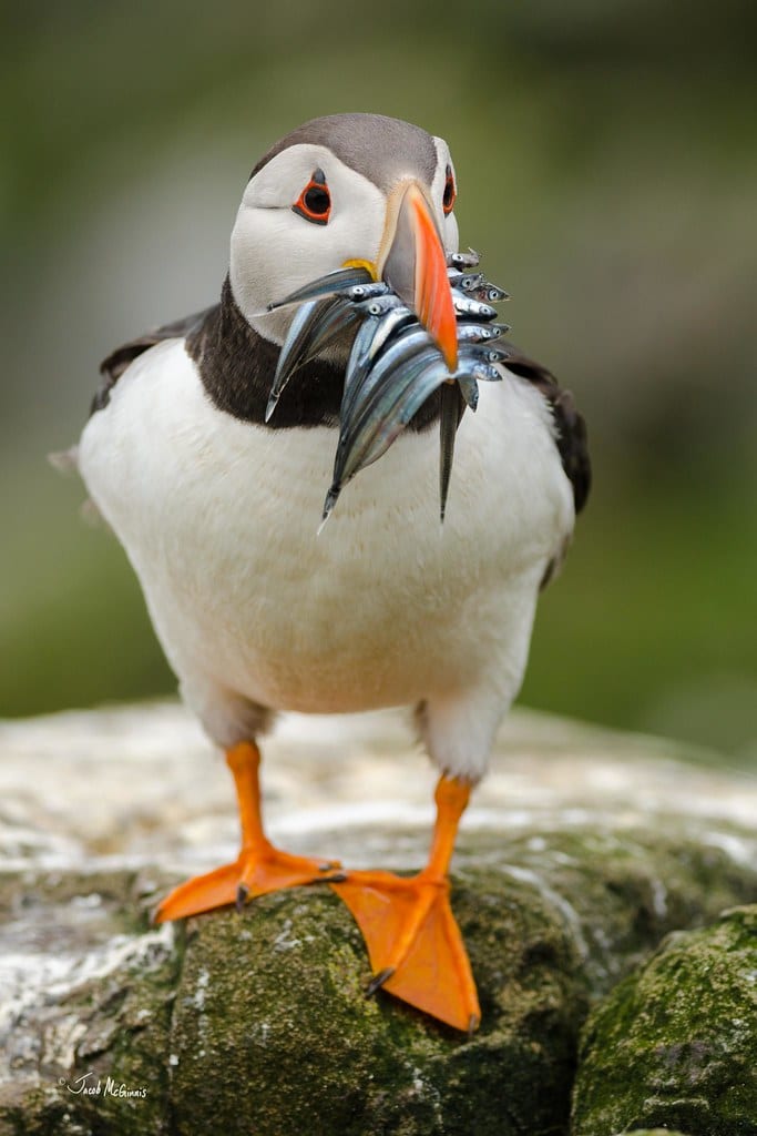 Atlantic Puffin (Fratercula arctica) Atlantic Puffin (Fratercula arctica)