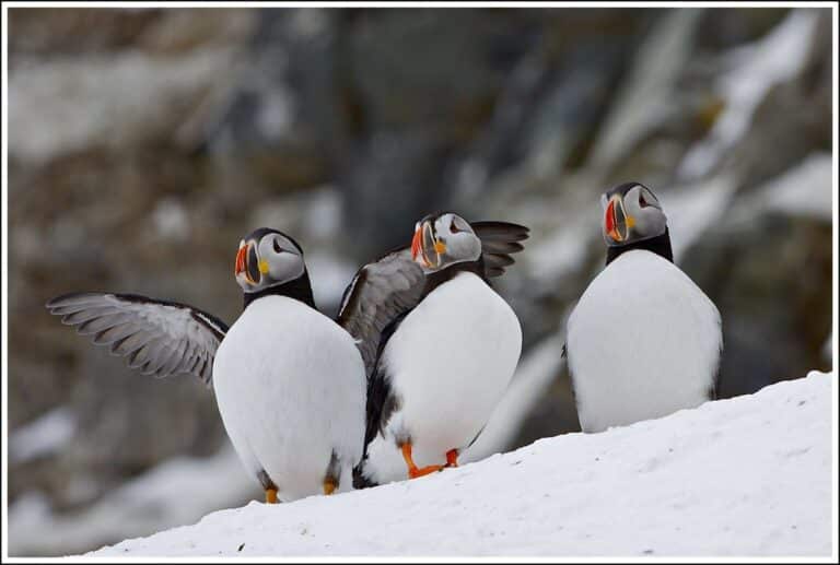 Papegaaiduikers – Puffins (Fratercula arctica) Papegaaiduikers – Puffins (Fratercula arctica)