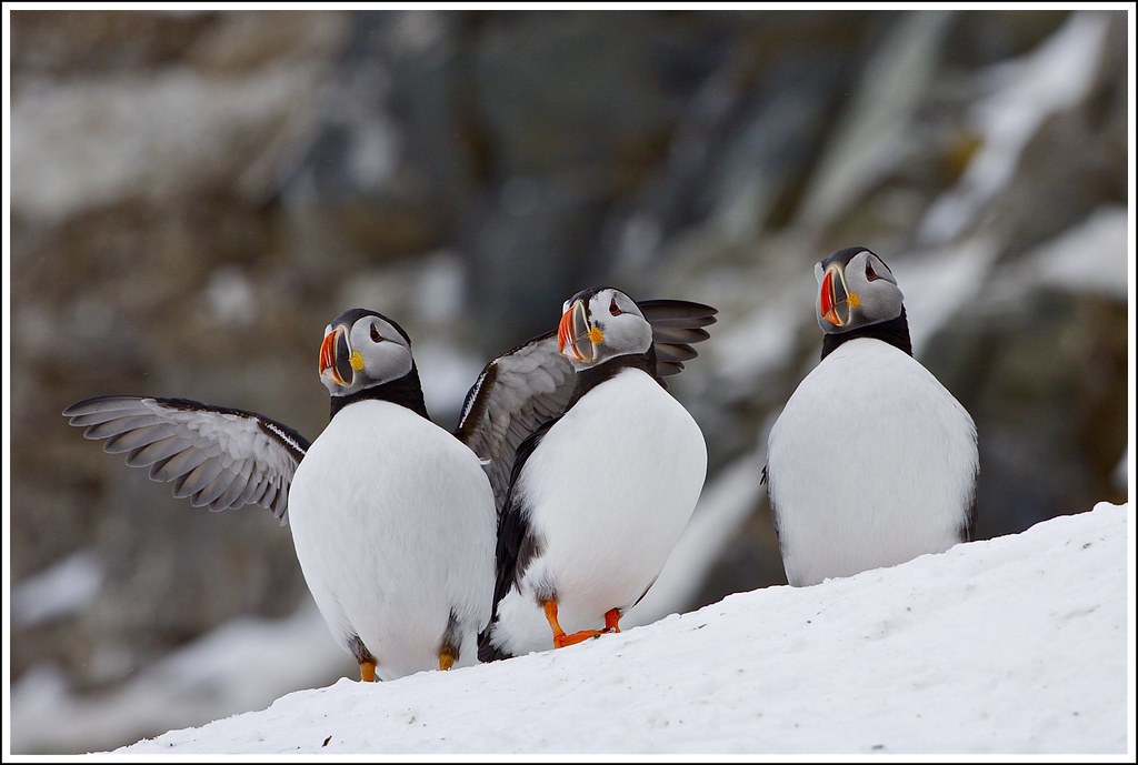 Papegaaiduikers – Puffins (Fratercula arctica) Papegaaiduikers – Puffins (Fratercula arctica)