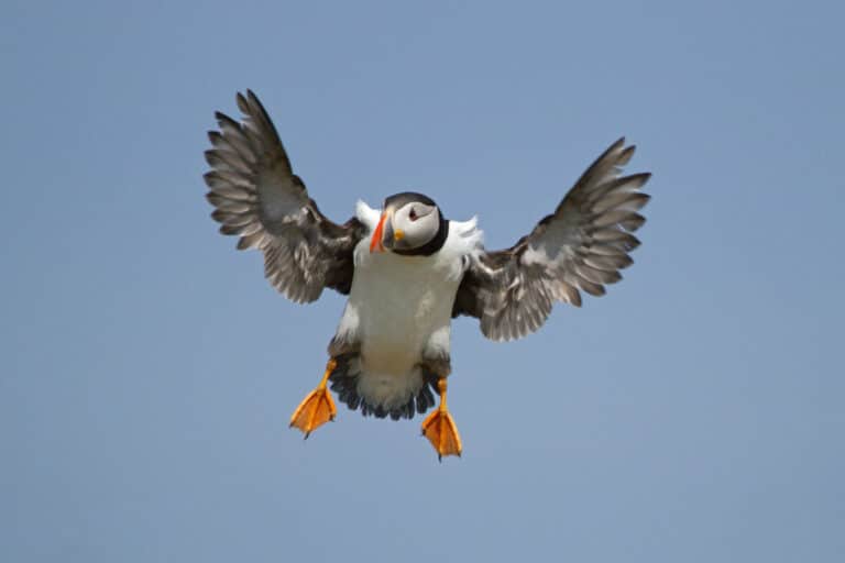 Farne Islands, juni 2013 – Papegaaiduiker -Puffin (Fratercula arctica) Farne Islands, juni 2013 – Papegaaiduiker -Puffin (Fratercula arctica)