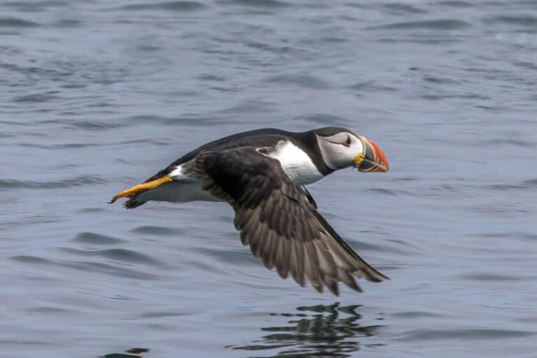 Puffin (Fratercula arctica) in flight Puffin (Fratercula arctica) in flight