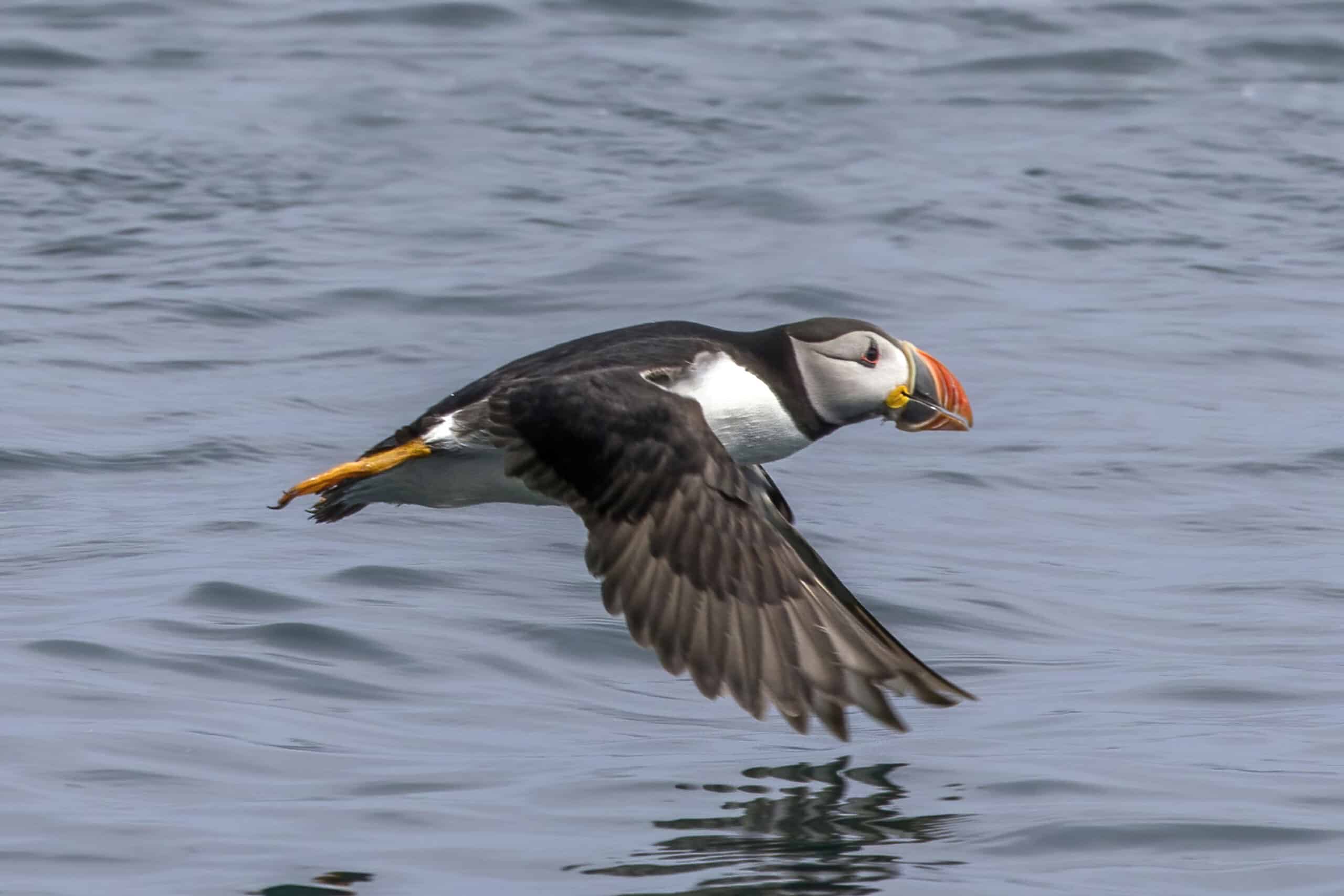Puffin (Fratercula arctica) in flight Puffin (Fratercula arctica) in flight