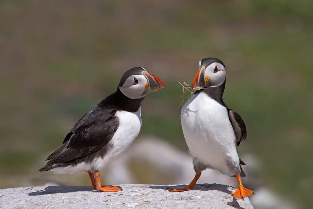 Farne Islands, juni 2013 – Papegaaiduiker -Puffin (Fratercula arctica) Farne Islands, juni 2013 – Papegaaiduiker -Puffin (Fratercula arctica)