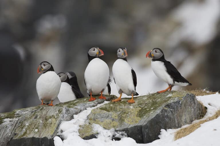 Papegaaiduikers – Puffins (Fratercula arctica) Papegaaiduikers – Puffins (Fratercula arctica)