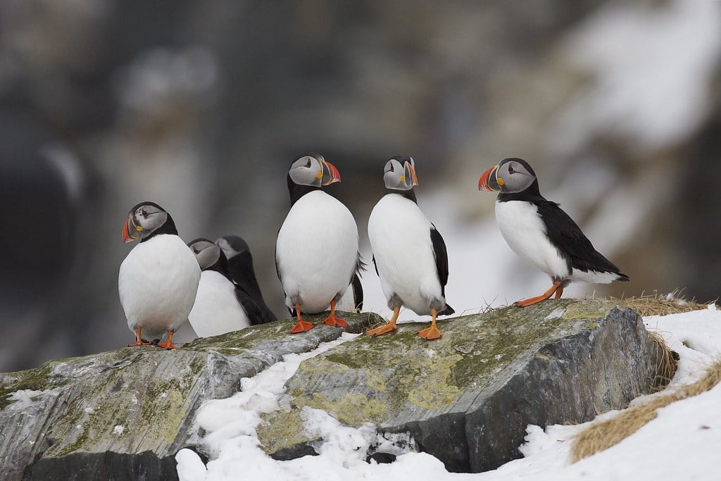 Papegaaiduikers – Puffins (Fratercula arctica) Papegaaiduikers – Puffins (Fratercula arctica)