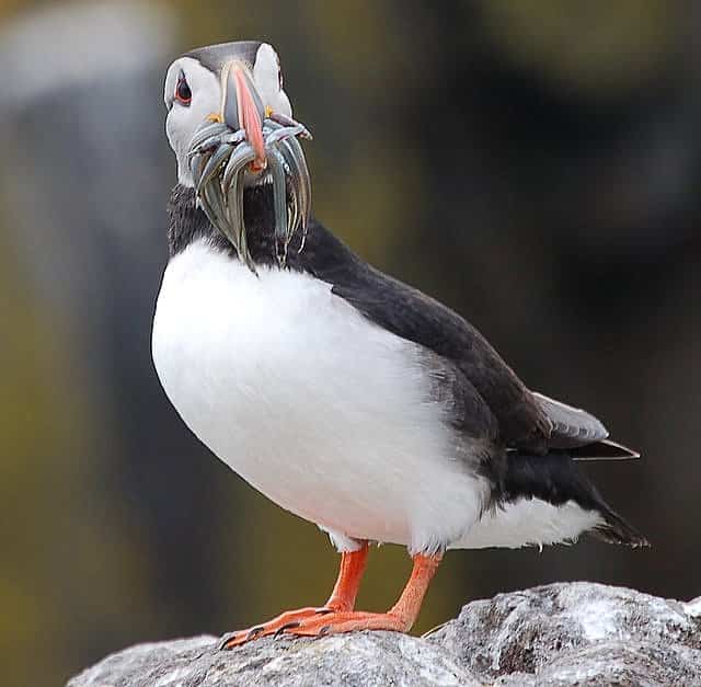 Puffin (Fratercula arctica) – geograph.org.uk – 1338823 Puffin (Fratercula arctica) – geograph.org.uk – 1338823