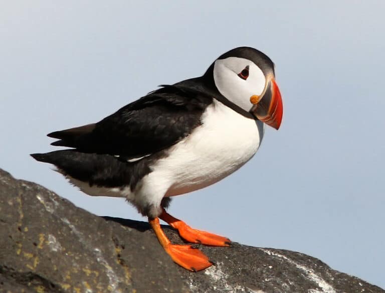 Frailecillo Atlantico / Atlantic Puffin / Fratercula arctica Frailecillo Atlantico / Atlantic Puffin / Fratercula arctica