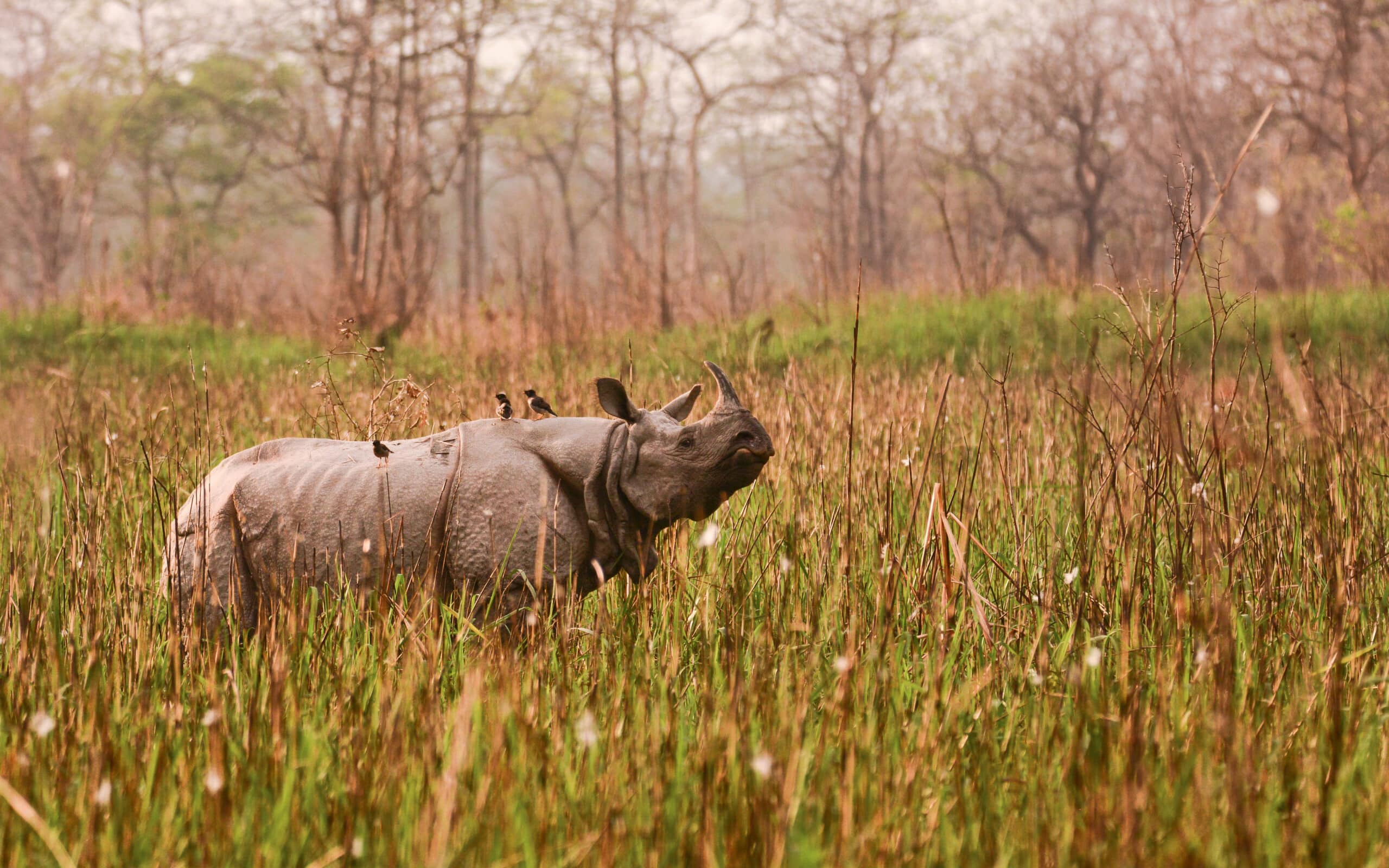 Rhinoceros