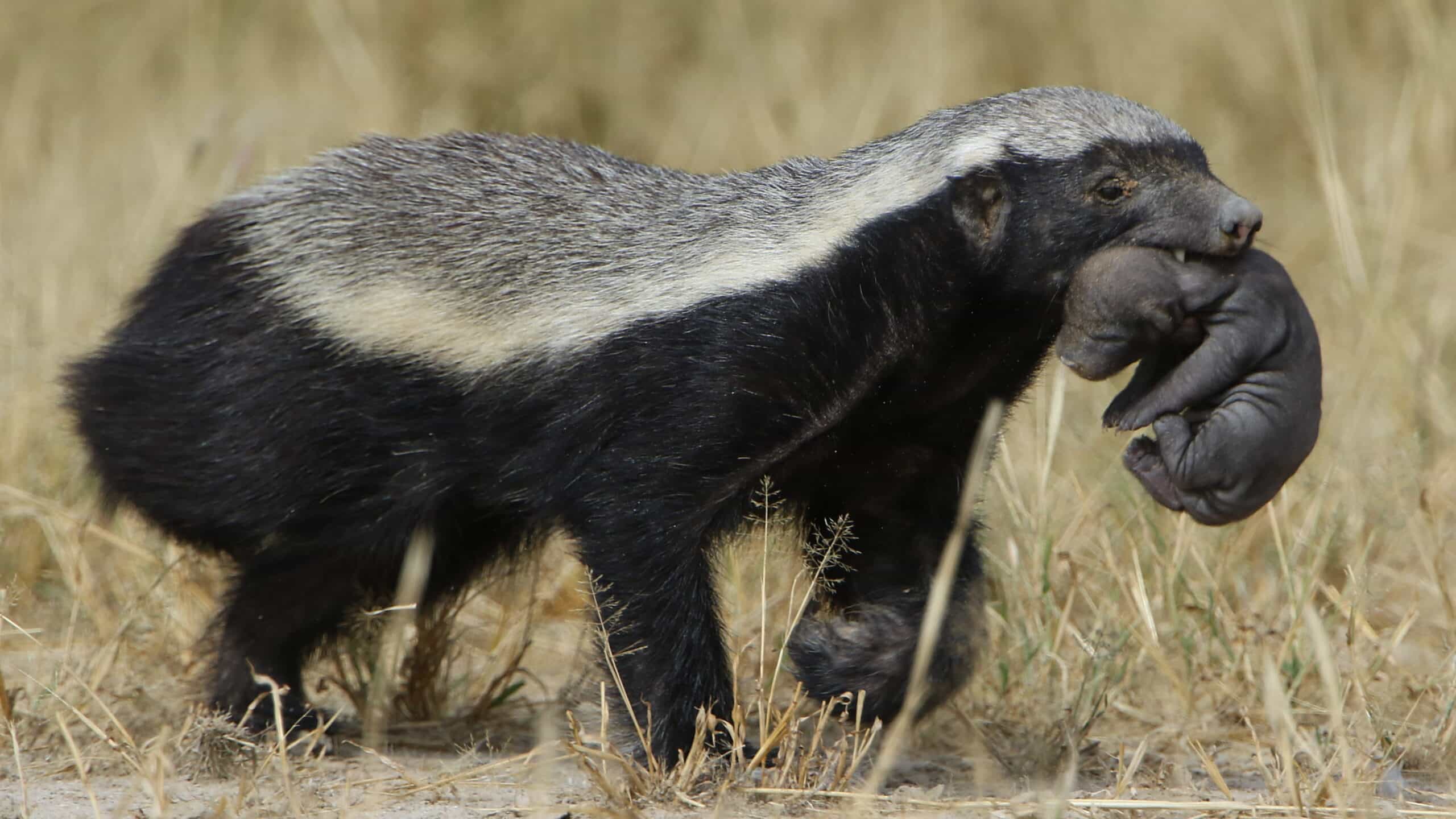 File:Honey badger, Mellivora capensis, carrying young pup in her mouth at Kgalagadi Transfrontier Park, Northern Cape, South Africa (34059940553).jpg File:Honey badger, Mellivora capensis, carrying young pup in her mouth at Kgalagadi Transfrontier Park, Northern Cape, South Africa (34059940553).jpg