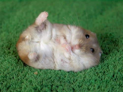 Baby Hamster