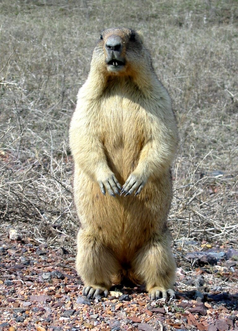 Bobak marmot – panoramio Bobak marmot – panoramio