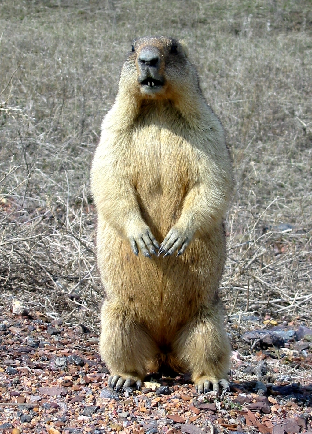 Bobak marmot – panoramio Bobak marmot – panoramio