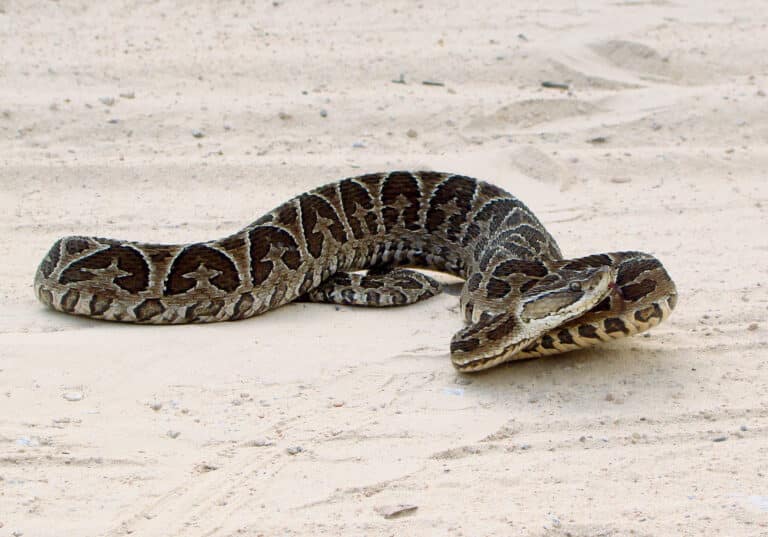 Bothrops alternatus in Brazil Bothrops alternatus in Brazil