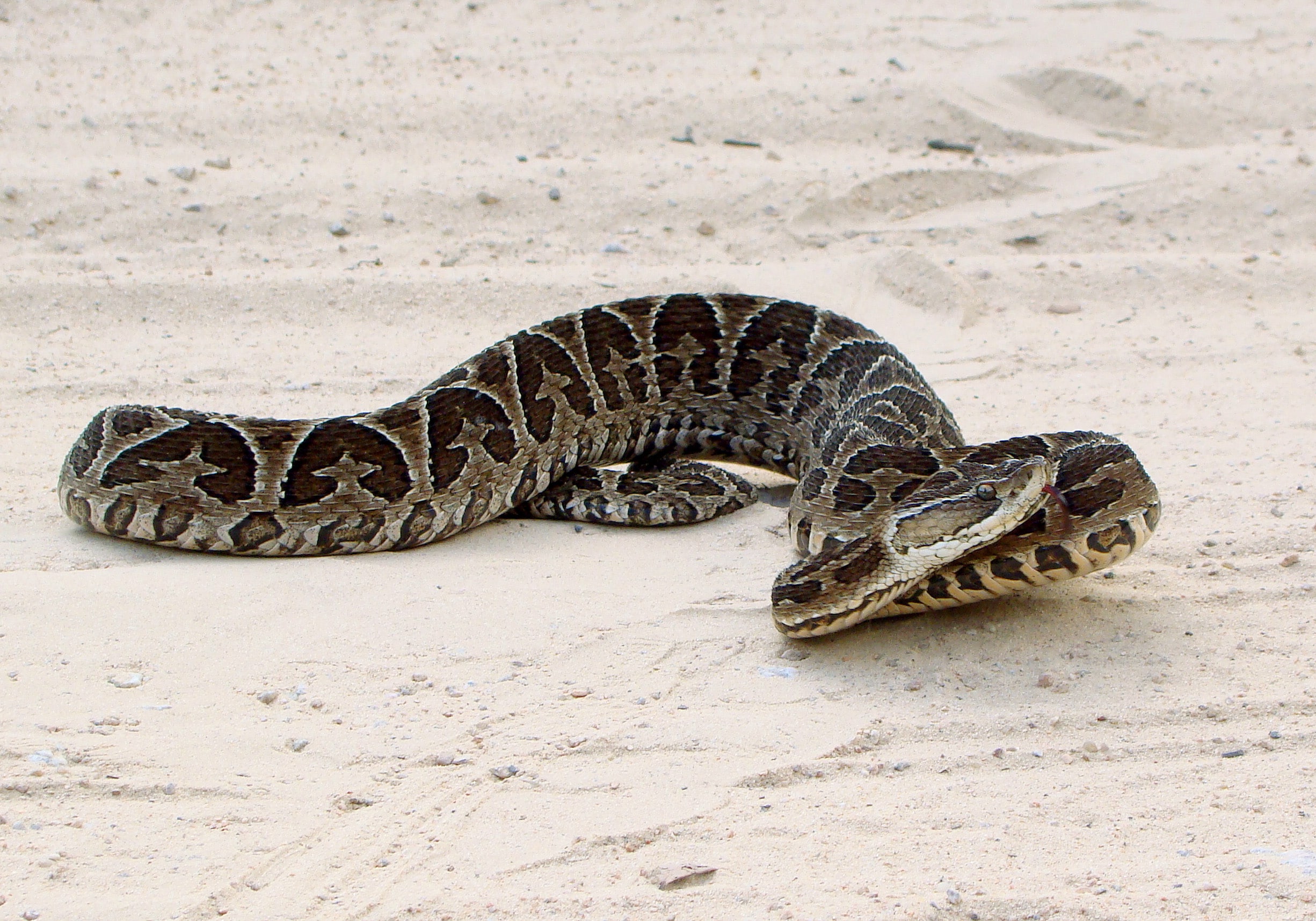 Bothrops alternatus in Brazil Bothrops alternatus in Brazil