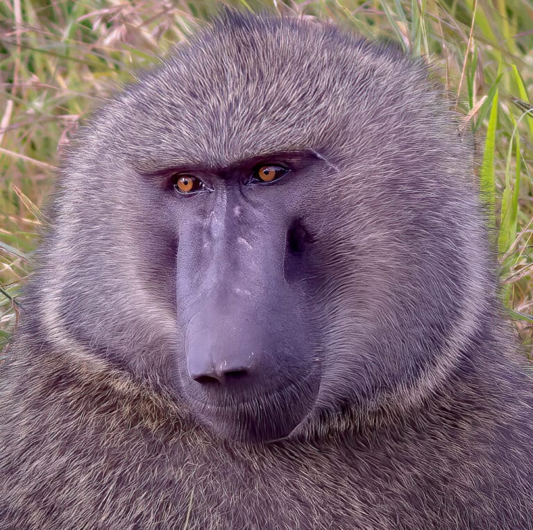 Male Olive Baboon, Maasai Mara Male Olive Baboon, Maasai Mara