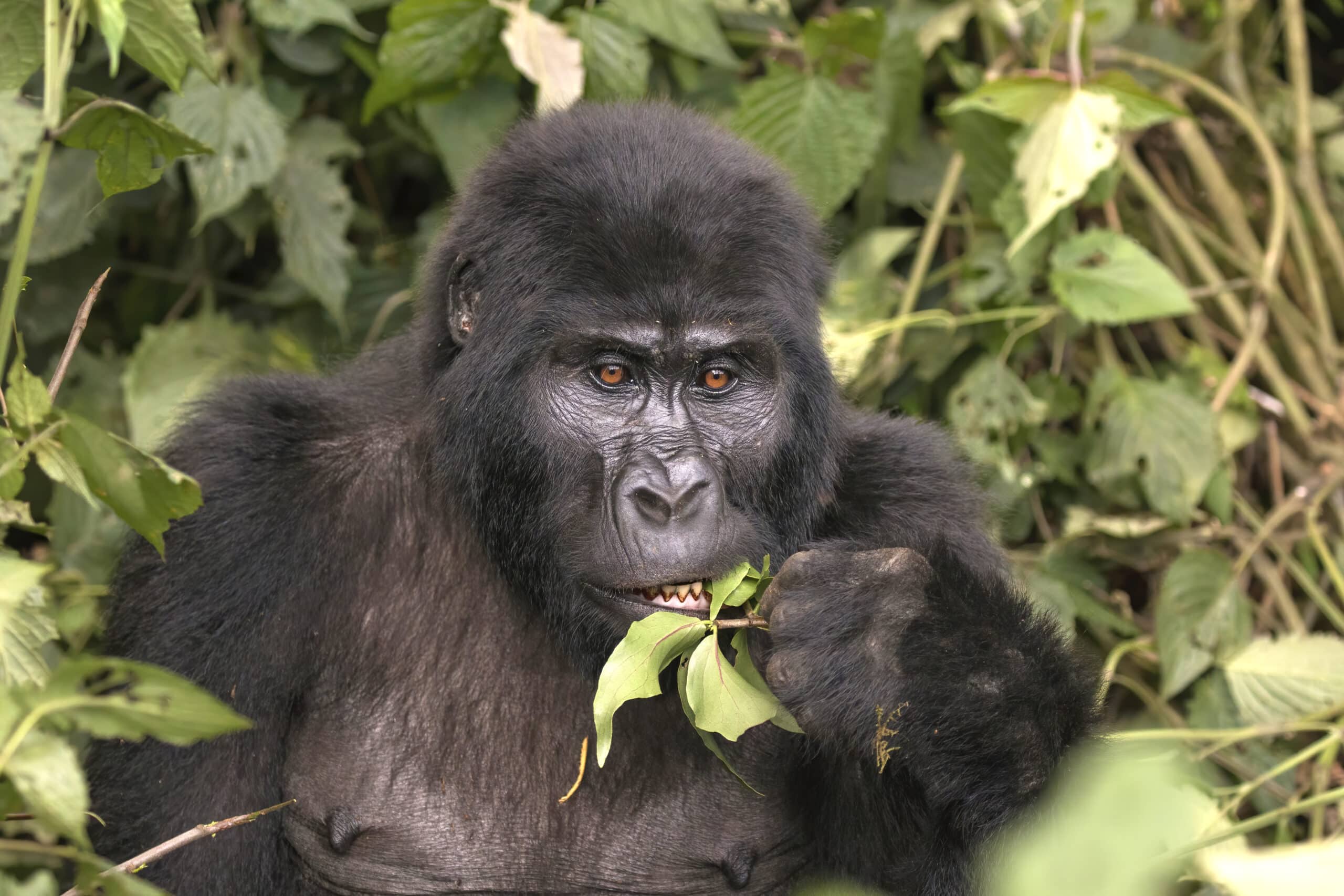 Mountain gorilla (Gorilla beringei beringei) eating Mountain gorilla (Gorilla beringei beringei) eating