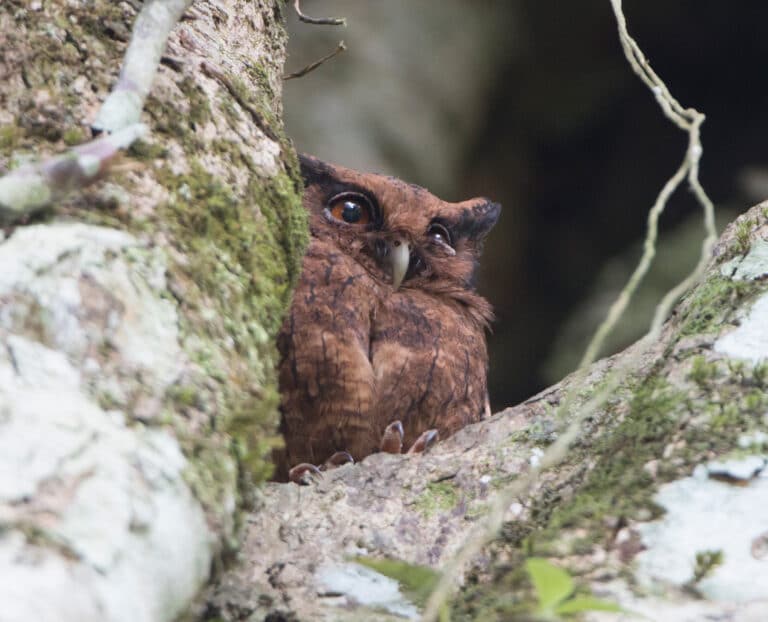 Tawny-bellied screech-owl Tawny-bellied screech-owl