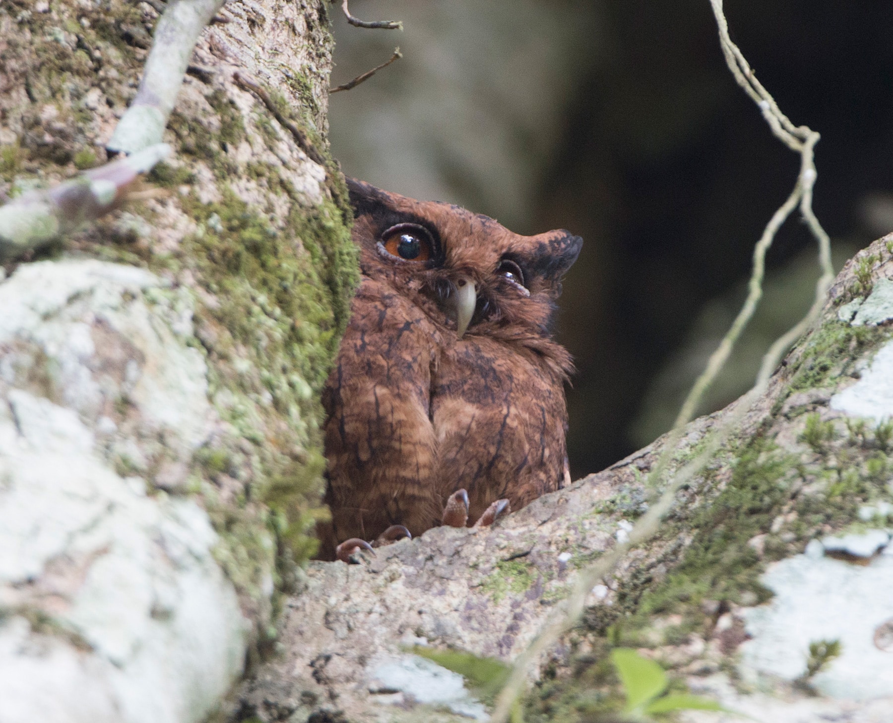 Tawny-bellied screech-owl Tawny-bellied screech-owl