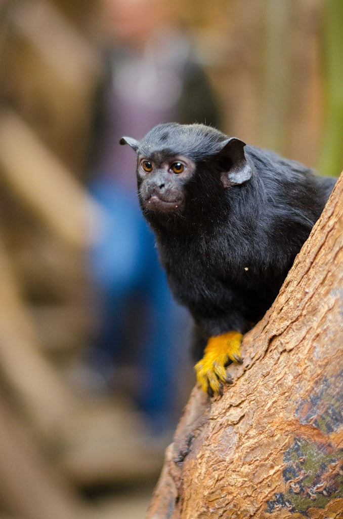 Red-handed tamarin