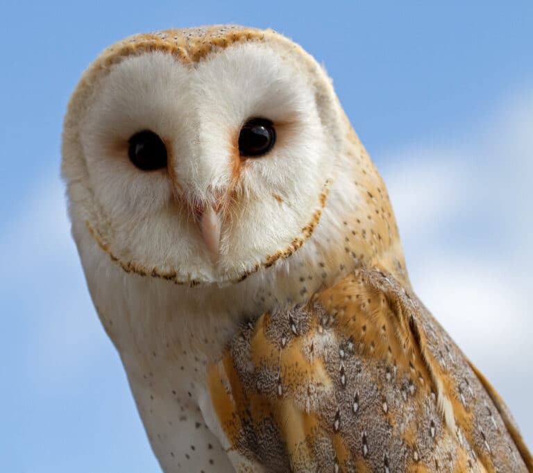 Female Barn Owl 2 Female Barn Owl 2