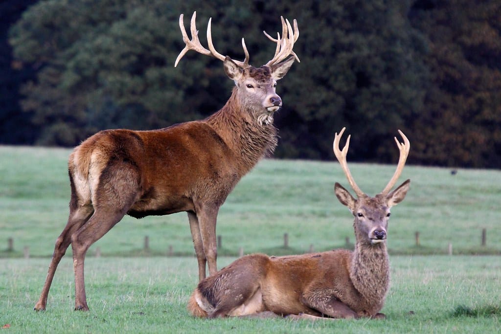 Rusa Deer – Woburn Deer Park Rusa Deer – Woburn Deer Park