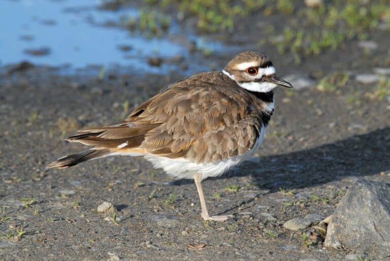 Fluffy Killdeer (Charadrius vociferus) DSC_0004 Fluffy Killdeer (Charadrius vociferus) DSC_0004