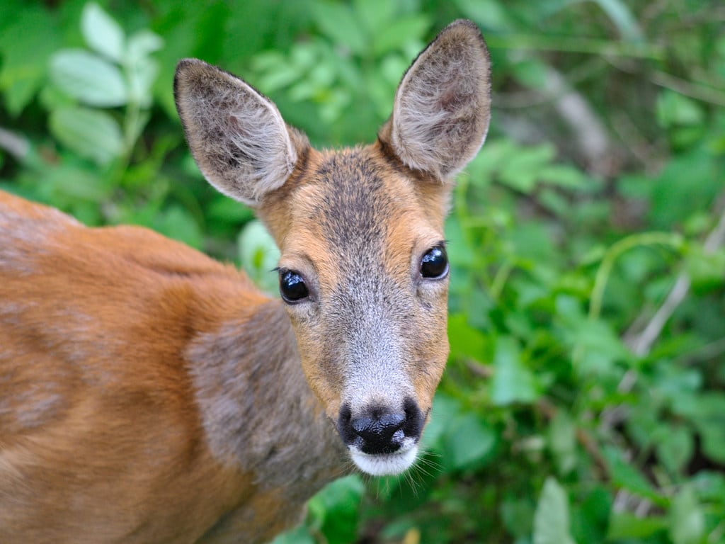 Deer Deer
