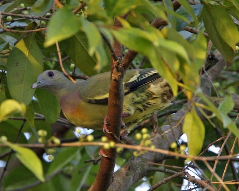 File:Pink-necked Green-Pigeon (Treron vernans) male – Flickr – Lip Kee.jpg