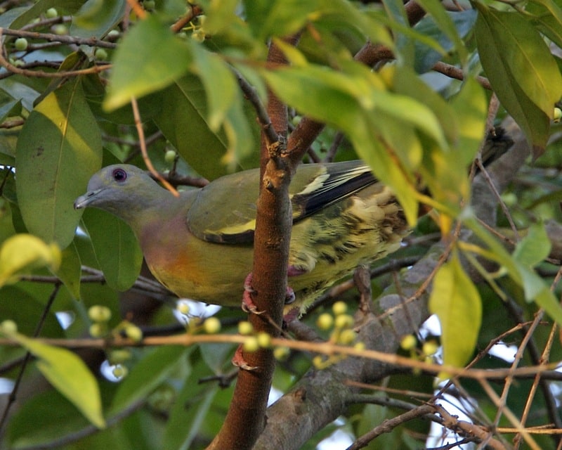 File:Pink-necked Green-Pigeon (Treron vernans) male – Flickr – Lip Kee.jpg