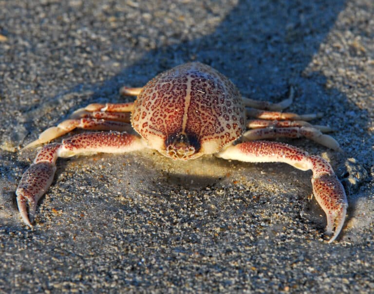Sponge Mottled Purse Crab ( Persephona mediterranea ) – Flickr – Andrea Westmoreland Sponge Mottled Purse Crab ( Persephona mediterranea ) – Flickr – Andrea Westmoreland
