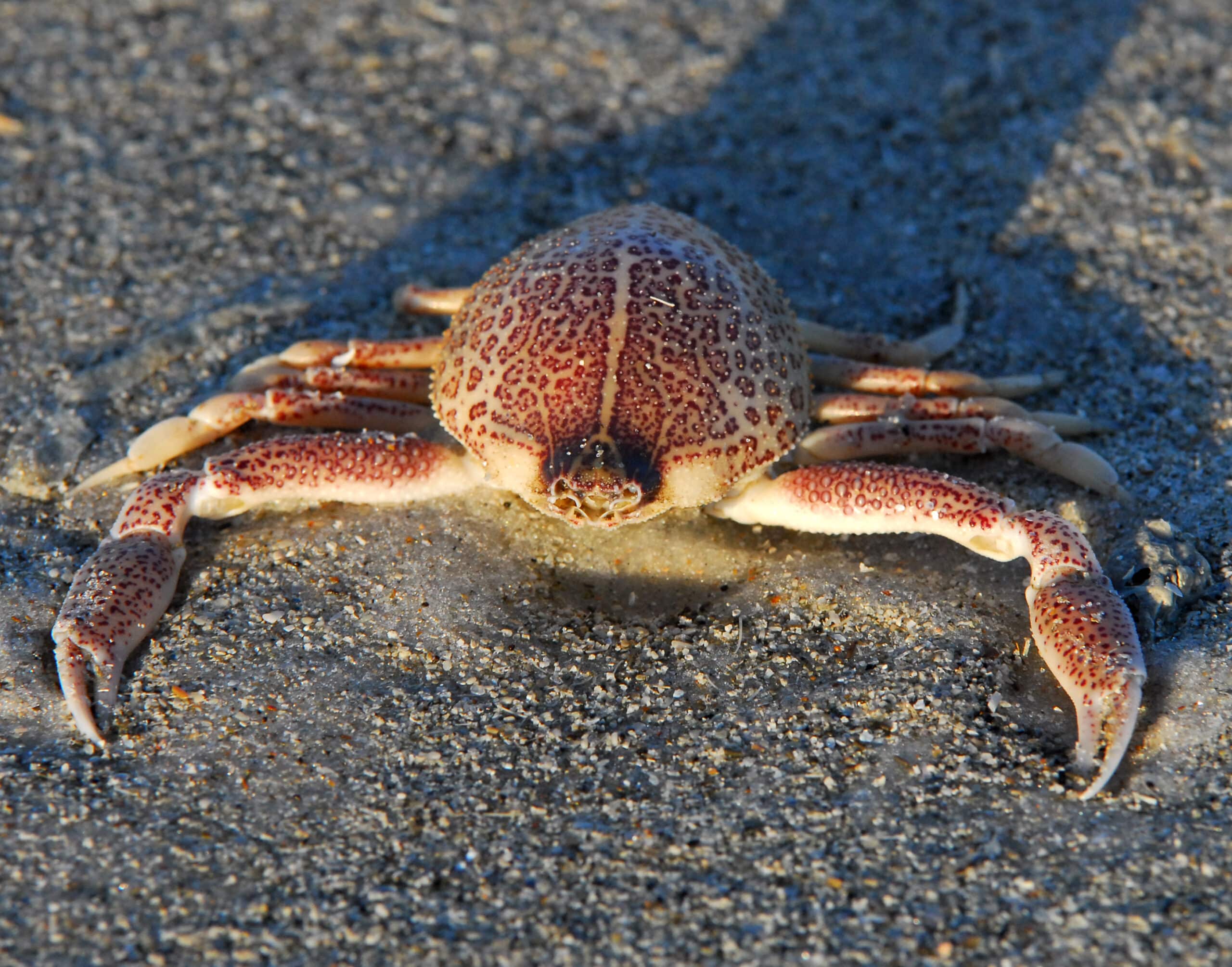 Sponge Mottled Purse Crab ( Persephona mediterranea ) – Flickr – Andrea Westmoreland Sponge Mottled Purse Crab ( Persephona mediterranea ) – Flickr – Andrea Westmoreland