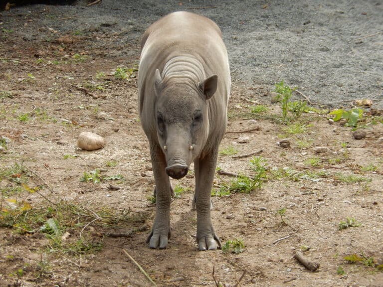 Babirusa, 2015 Aug 28 — photo 2