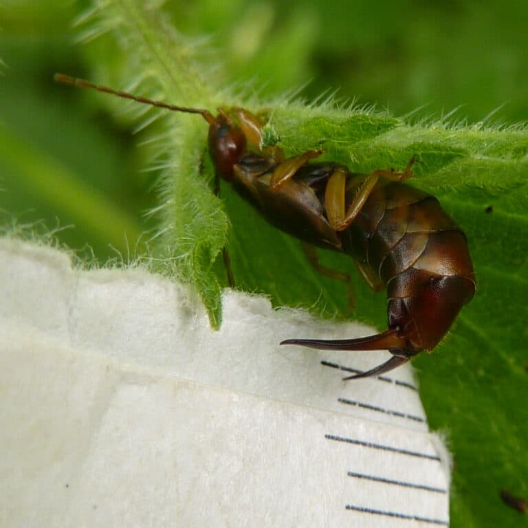 Common Earwig (f) – Forficula auricularia 1c Common Earwig (f) – Forficula auricularia 1c