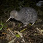 Kiwi