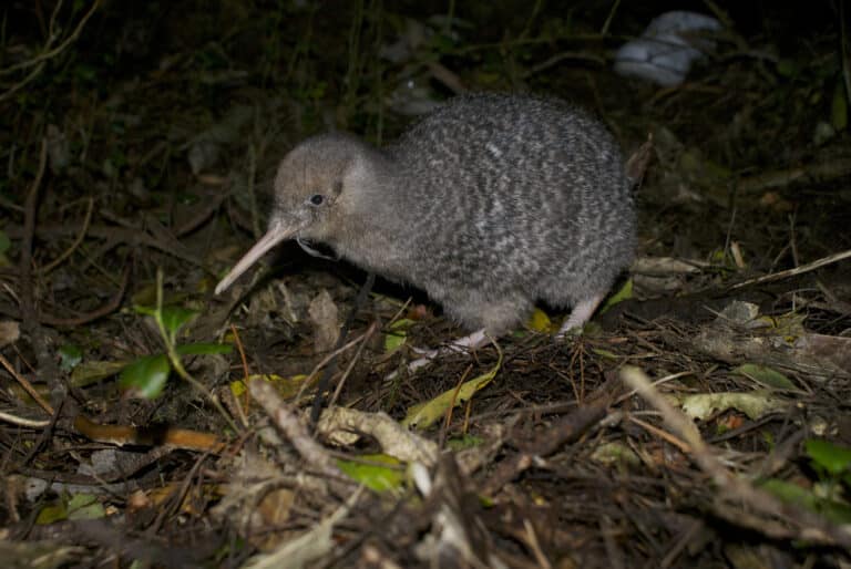 Little-spotted kiwi (Apteryx owenii) Little-spotted kiwi (Apteryx owenii) Kiwi