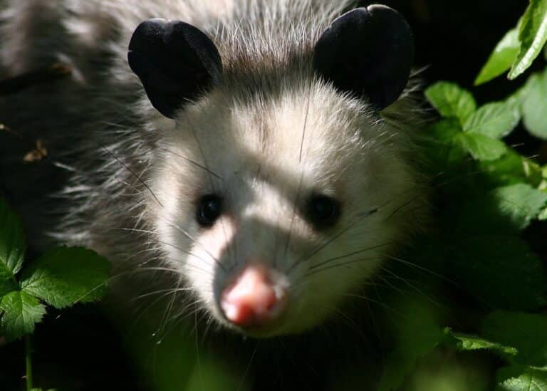 Didelphis virginiana Virginia Opossum Didelphis virginiana Virginia Opossum