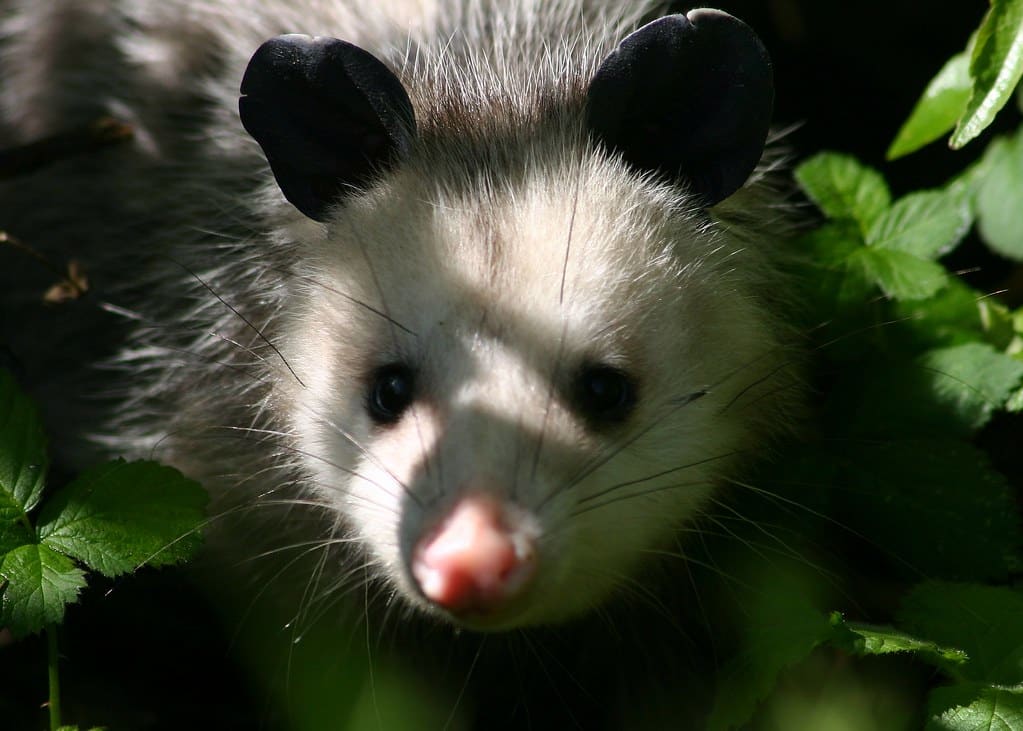 Didelphis virginiana Virginia Opossum Didelphis virginiana Virginia Opossum