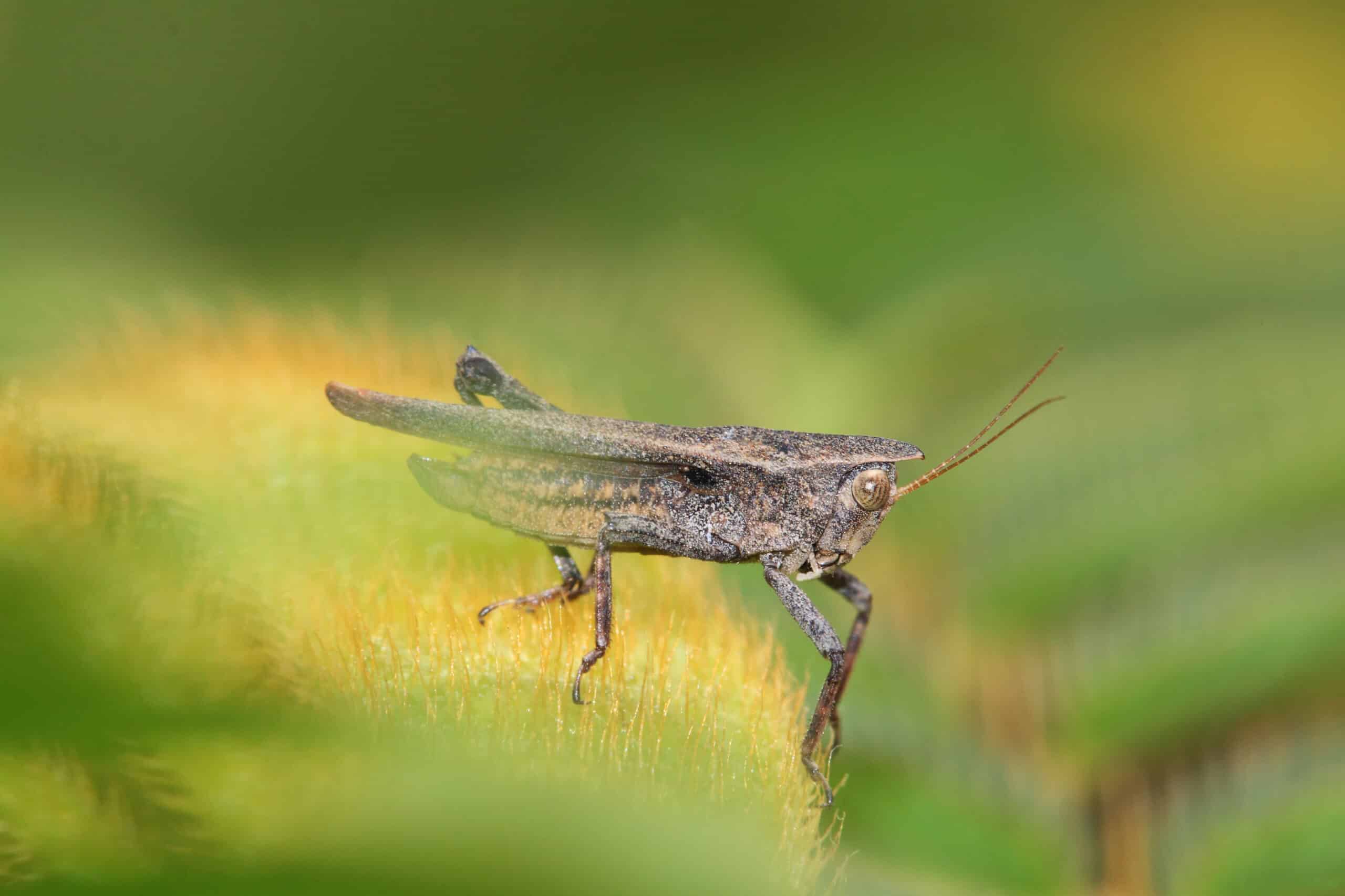 Pygmy grasshopper at a future construction site in BSD (W-Java) (5103566083)