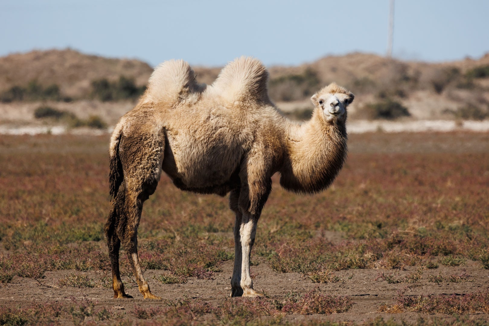 Camelus bactrianus 329544589 Camelus bactrianus 329544589