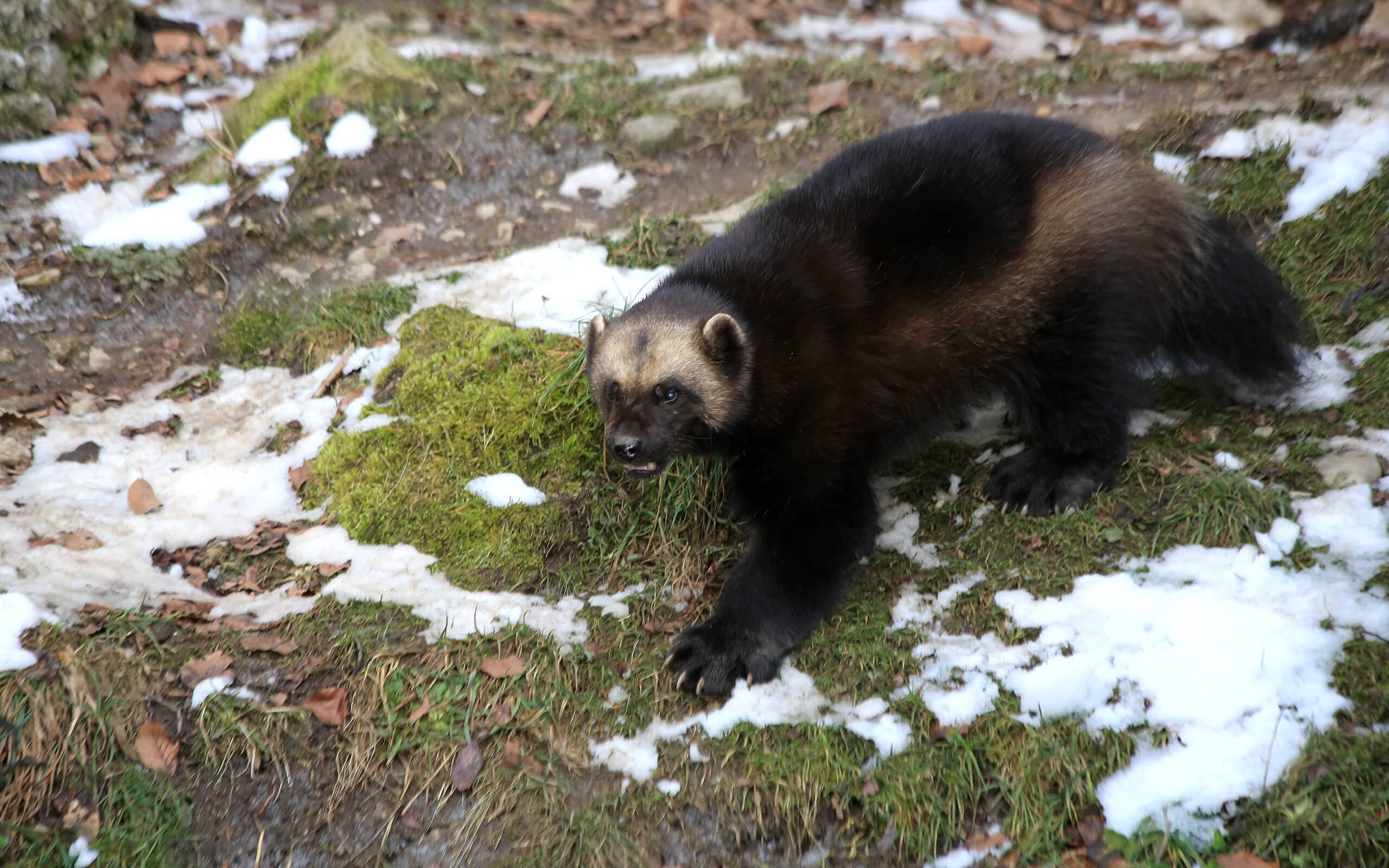 Vielfraß (Gulo gulo) Zoo Salzburg 2014 b Vielfraß (Gulo gulo) Zoo Salzburg 2014 b