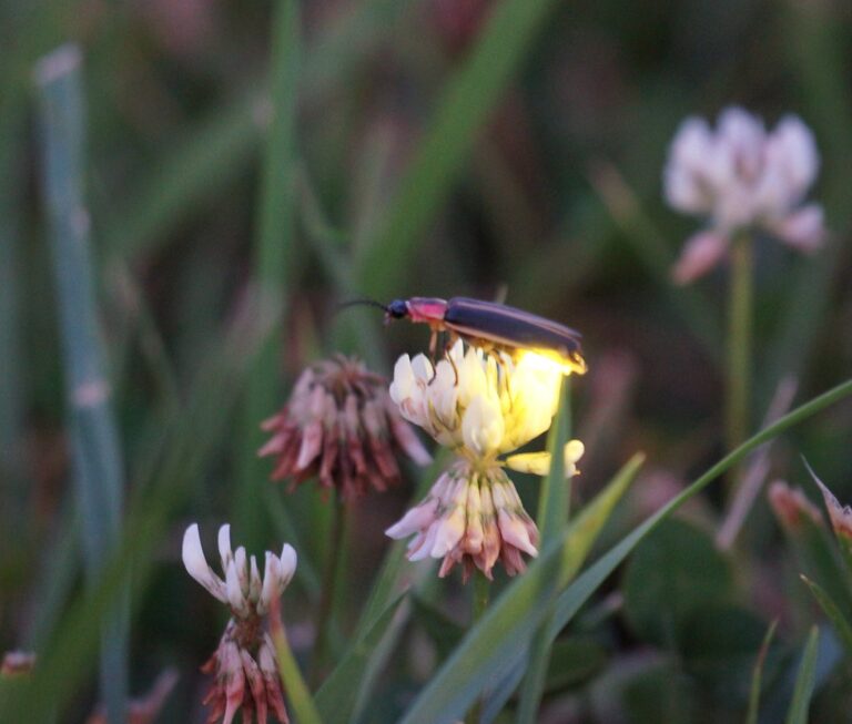 Firefly on clover Firefly on clover