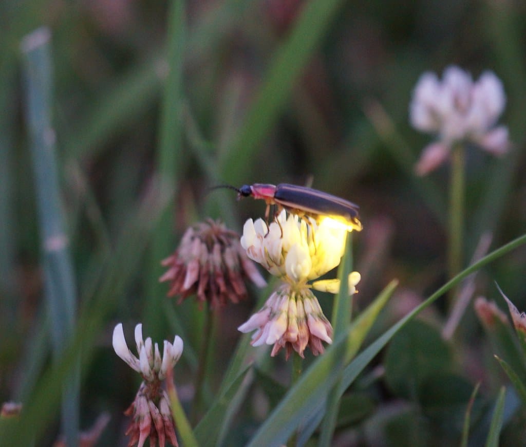 Firefly on clover Firefly on clover