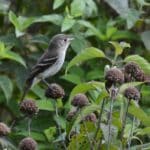Least Flycatcher