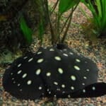 Polka-dot stingray New England Aquarium
